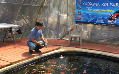 HELP, Is My Koi Sick?!? – Diagnose Symptoms & Koi Fish Diseases with FREE Health Checklist