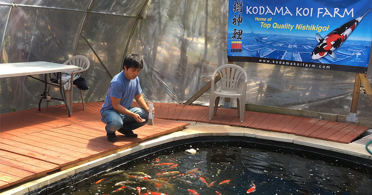 Are Koi Fish Dangerous to Humans?