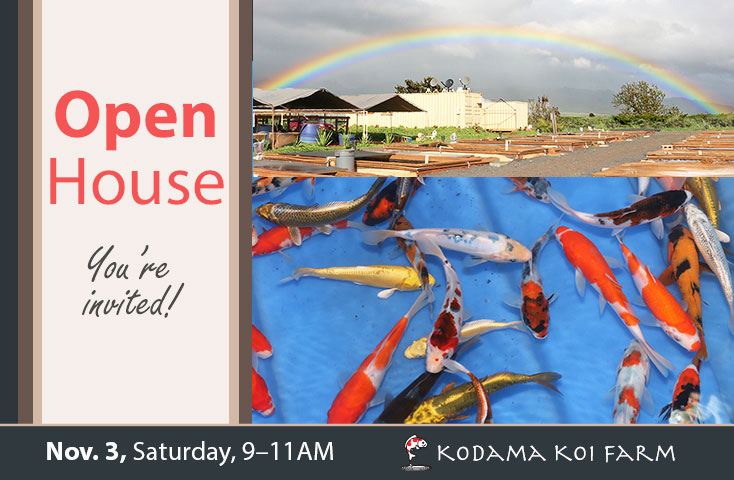 November Open House at the Koi Farm – Sat. 11/3/18