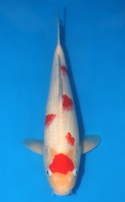 Kohaku Koi for Sale and History