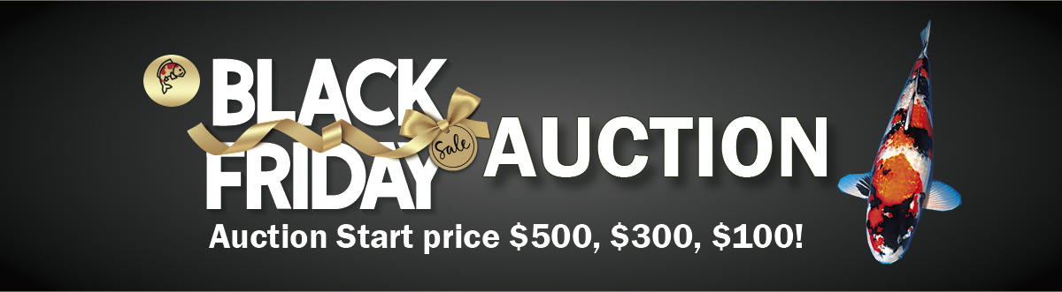 Black Friday Auction 2020