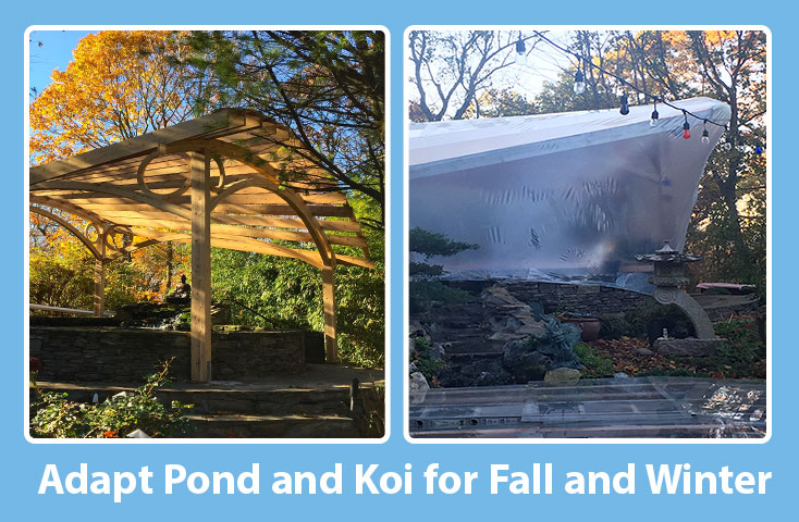 Koi Pond in Winter: Preparation Tips and Survival Guide