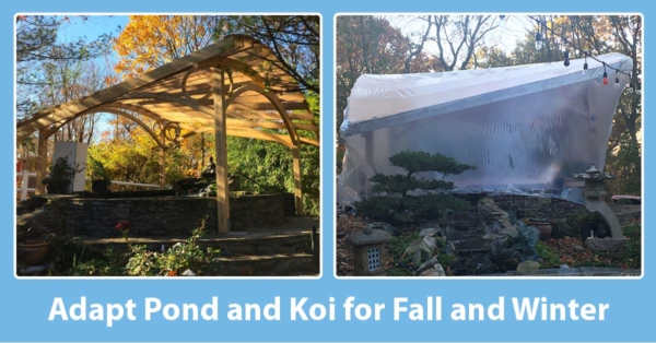 Koi Pond in Winter: Preparation Tips and Survival Guide