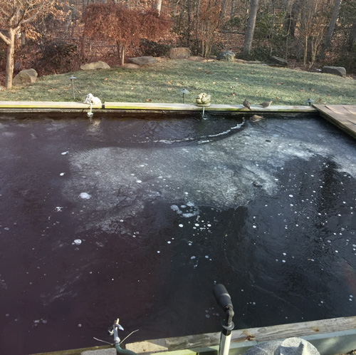 koi-pond-no-cover-over-it-for-winter-prep