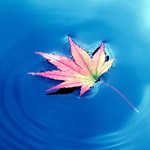 Leaf in water