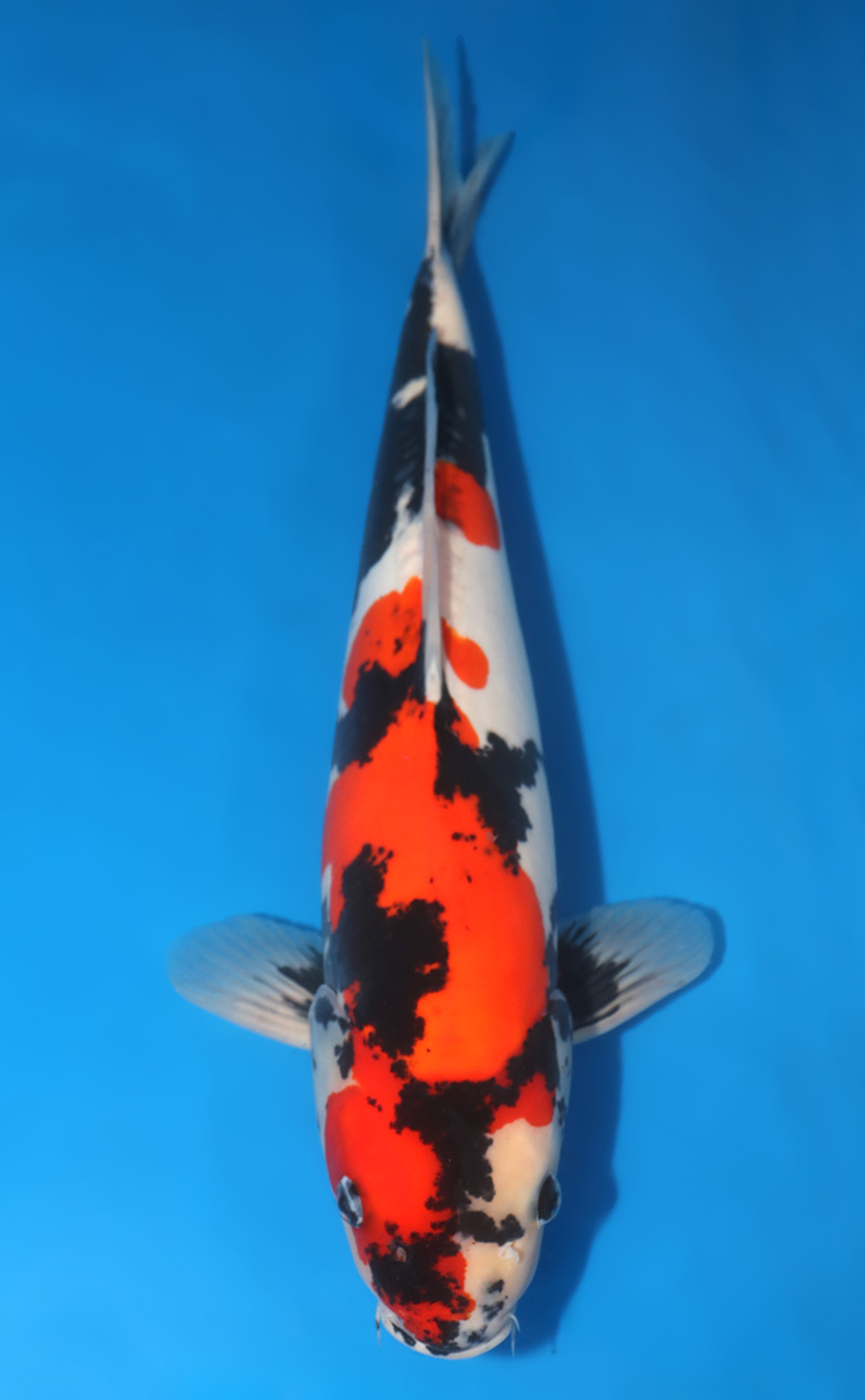s0929h008-s0125n001-2500-900-STP500