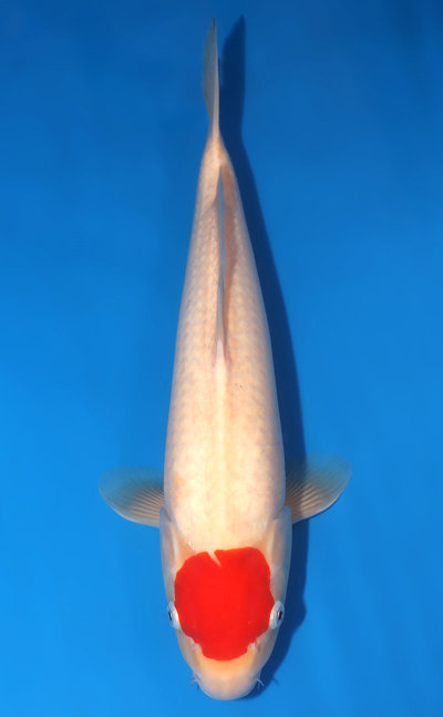 s0930t001-1200-400-SIAB-STP300