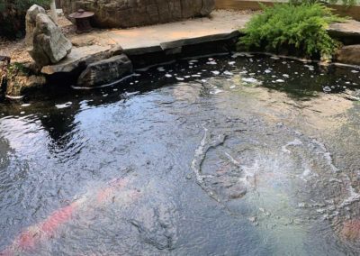 Koi Pond in Winter: Preparation Tips and Survival Guide