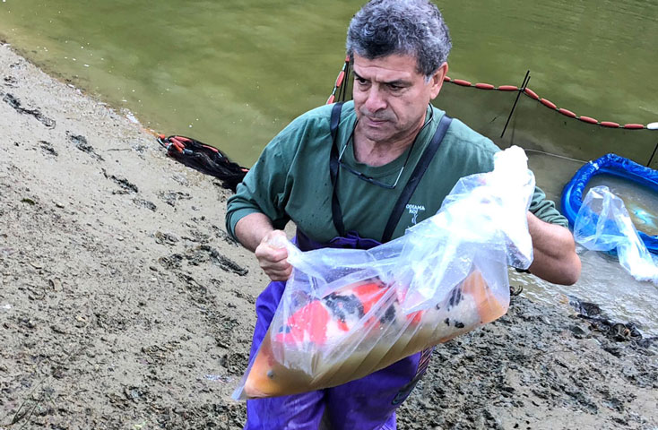 Searching for koi in Niigata with Anthony Malone