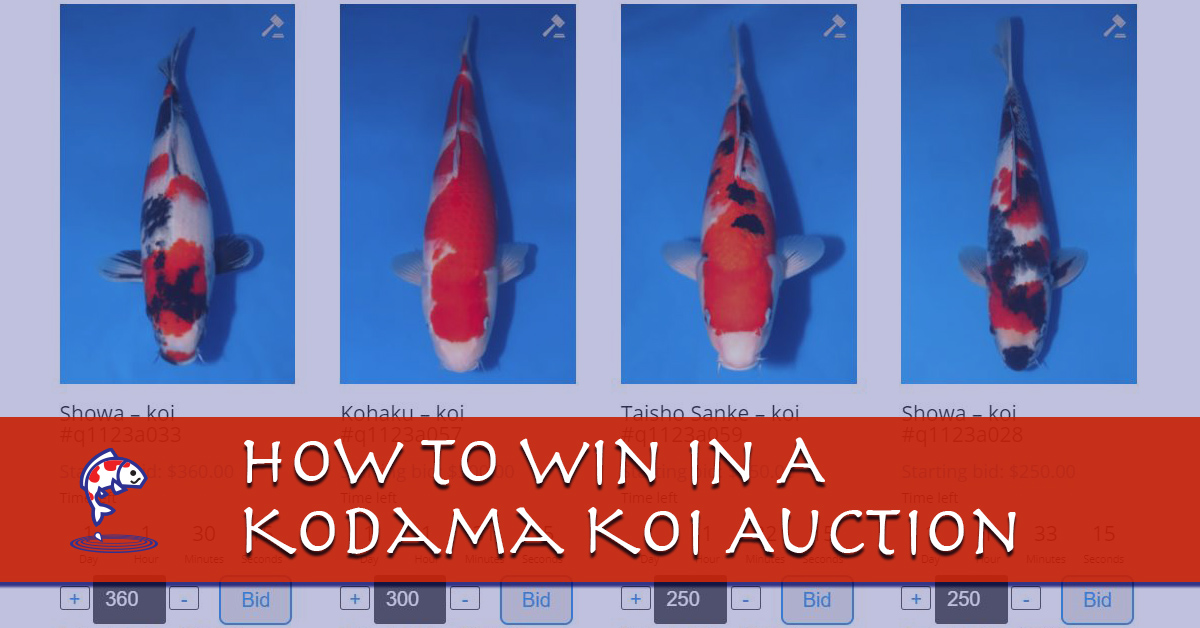 kodama koi supply