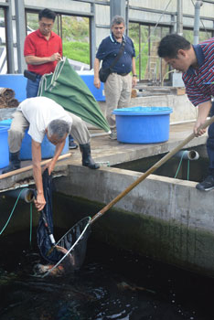 At Mano Koi Farm