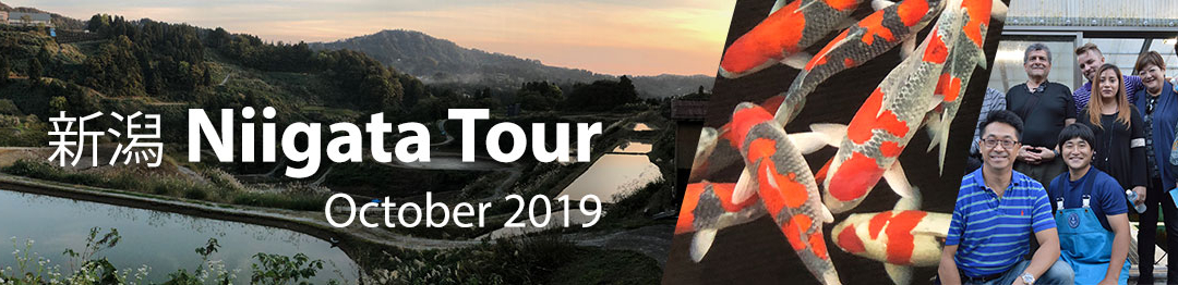 Join Taro for the Niigata koi tour 2019