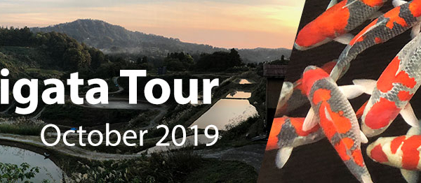 Join Taro for the Niigata koi tour 2019