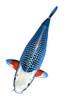 30 Koi Fish varieties, types and characteristics 