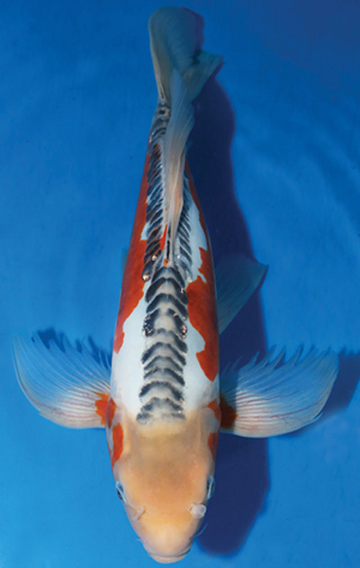 Kodama Koi Farm - Beautiful Japanese Koi Fish For Sale & Auction