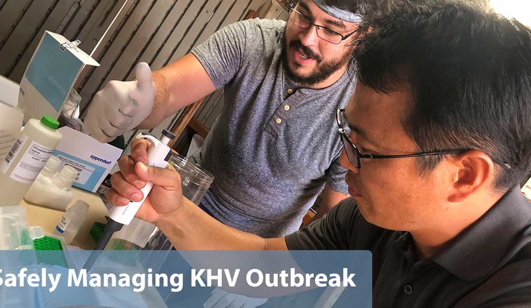 Safely Managing Japan KHV Outbreak with New Processes and Technology at the Farm
