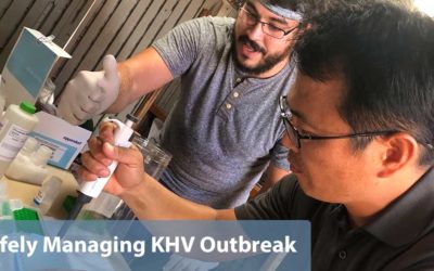 Safely Managing Japan KHV Outbreak with New Processes and Technology at the Farm