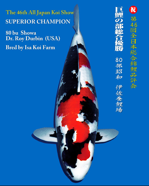 Kodama Koi Farm - Beautiful Japanese Koi Fish For Sale & Auction