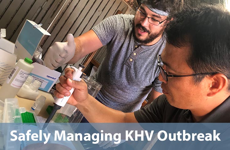 Safely Managing Japan KHV Outbreak with New Processes and Technology at the Farm