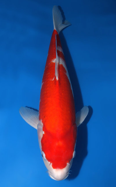 Kohaku Koi for Sale and History