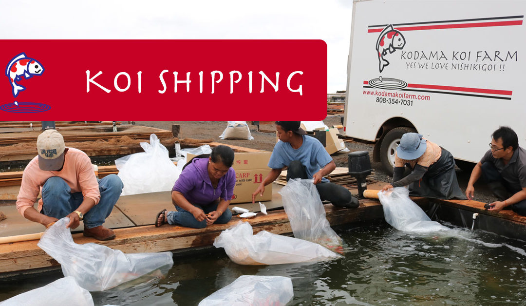 Koi Shipping Price Change – Importance of High Quality Service for Koi Happiness