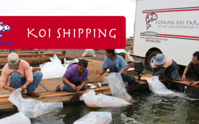 Koi Shipping Price Change – Importance of High Quality Service for Koi Happiness