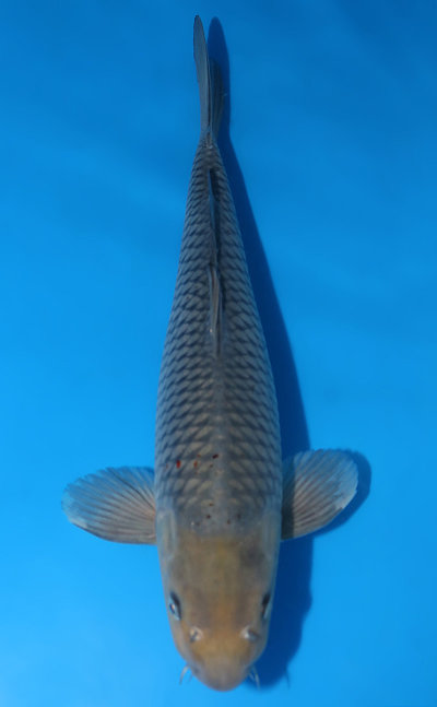 Otsuka Koi Farm Archives - Kodama Koi Farm