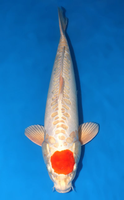 Tancho Koi For Sale - Kodama Koi Farm