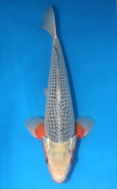 Asagi Koi Variety For Sale - Kodama Koi Farm