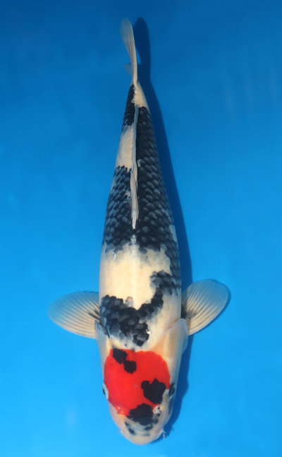 Tancho Koi For Sale - Kodama Koi Farm