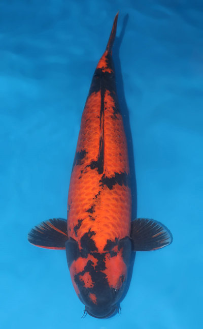 Hi Utsuri Koi for Sale - Kodama Koi Farm