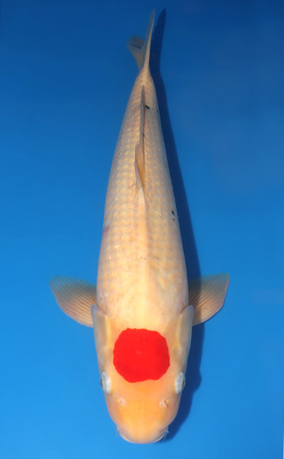 Tancho Koi For Sale - Kodama Koi Farm