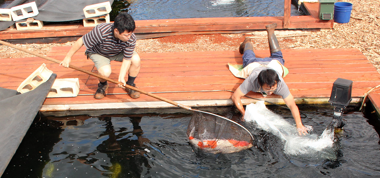 koi fish in travel town