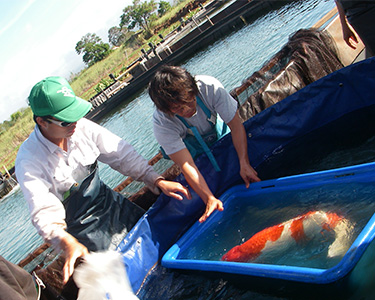 koi fish in travel town