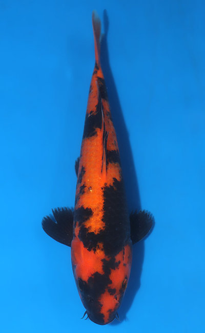 Hi Utsuri Koi for Sale - Kodama Koi Farm