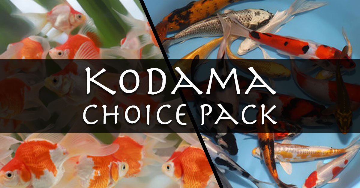 Kodama-Choice-Pack-