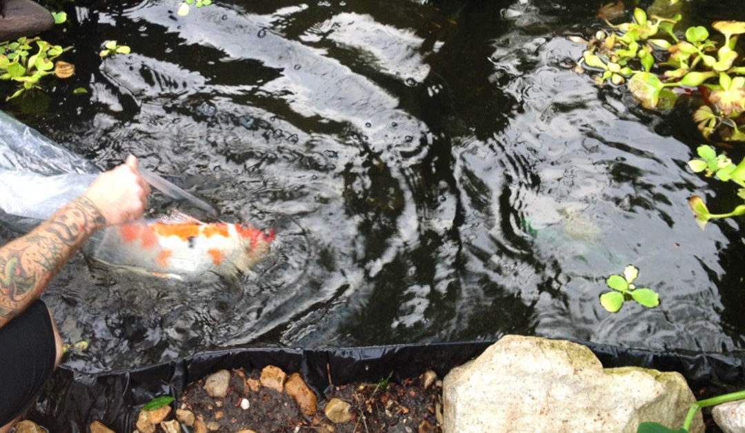 Old Pond Syndrome: Why Your Koi May Appear to Die Randomly & Potential Solutions