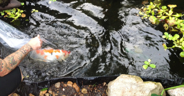 Old Pond Syndrome: Why Your Koi May Appear to Die Randomly & Potential Solutions