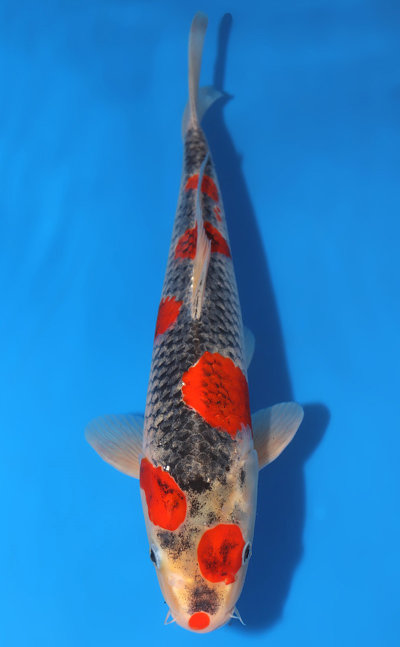 Goshiki Koi for Sale - Kodama Koi Farm