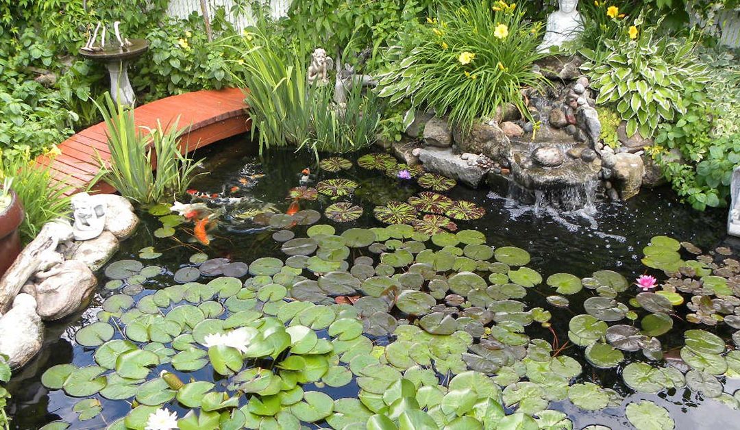 Study on Health Benefits of Koi Pond Ownership & Backyard Ponds