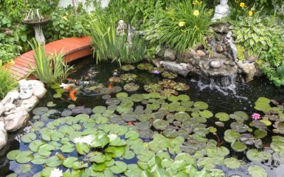 Study on Health Benefits of Koi Pond Ownership & Backyard Ponds