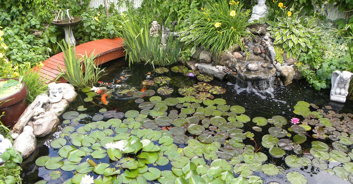 Health Benefits Of Koi Pond Ownership, Outdoor Koi Pond