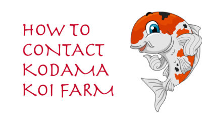 New Phone Number & How to Contact Kodama Koi
