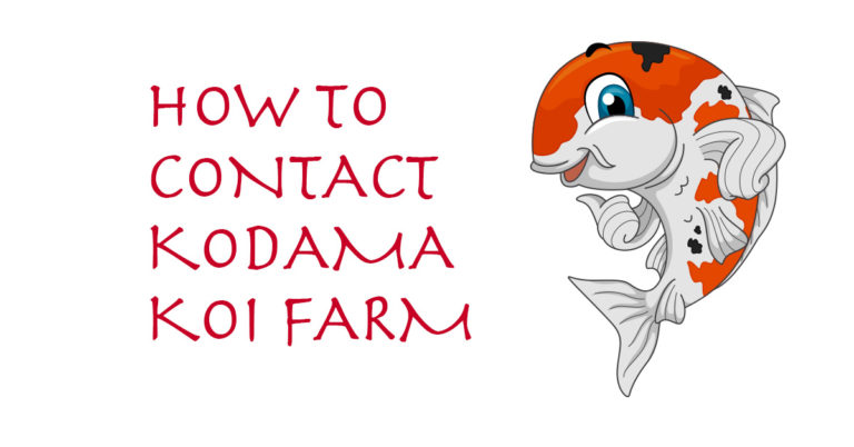 New Phone Number & How to Contact Kodama Koi