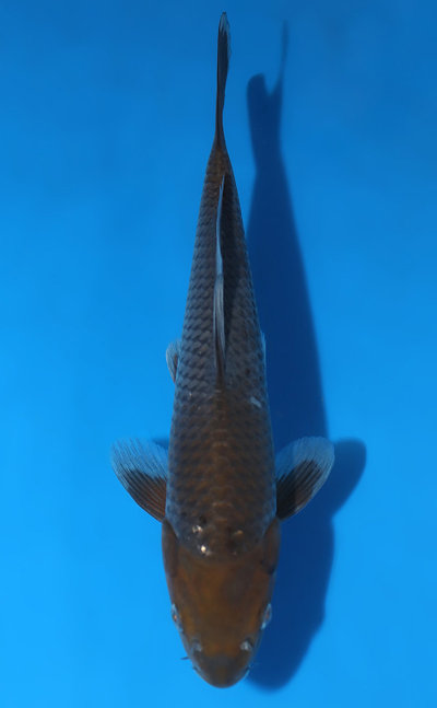 Chagoi Koi For Sale - Kodama Koi Farm