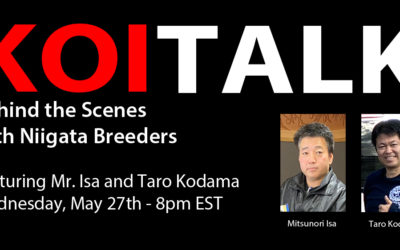 KOI TALK: Featuring Isa Koi Farm | Behind the Scenes with Niigata Breeders