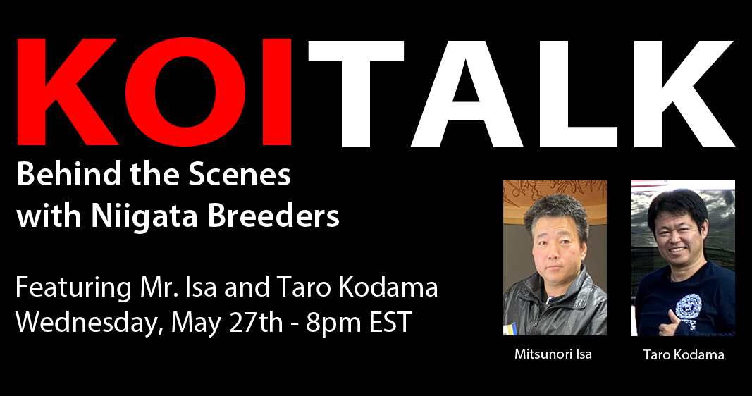 KOI TALK: Featuring Isa Koi Farm | Behind the Scenes with Niigata Breeders