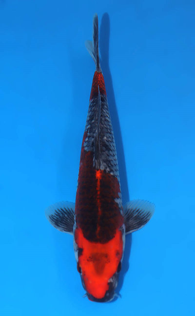 Goshiki Koi for Sale - Kodama Koi Farm