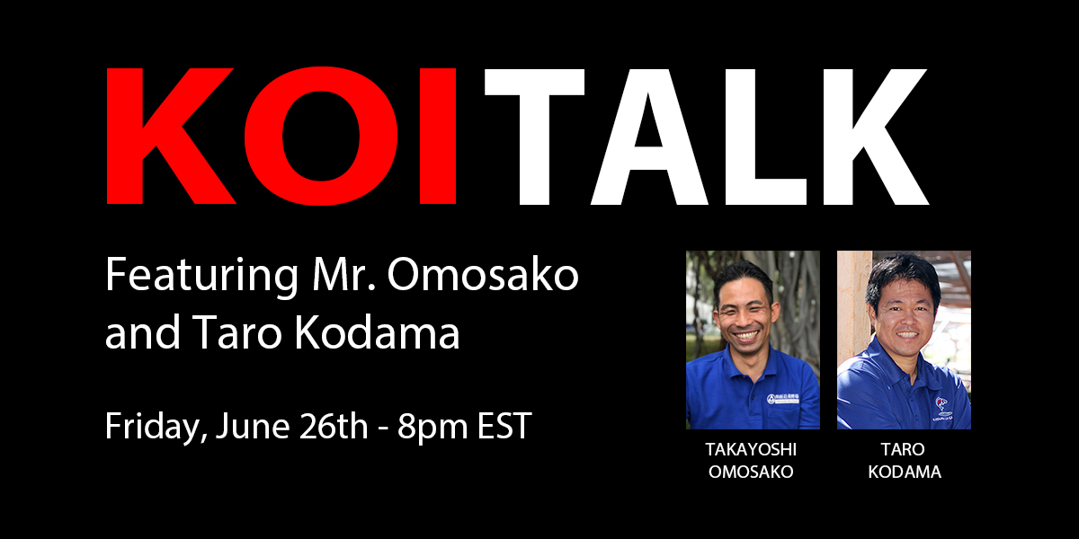 KOI TALK RECAP: Featuring Omosako Koi Farm – Presenting Shiro Utsuri & Kujyaku