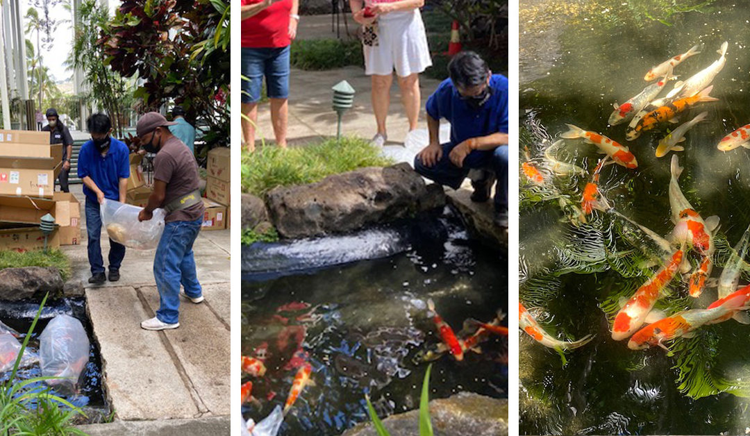 New Koi for Pond at Kahala Beach Association